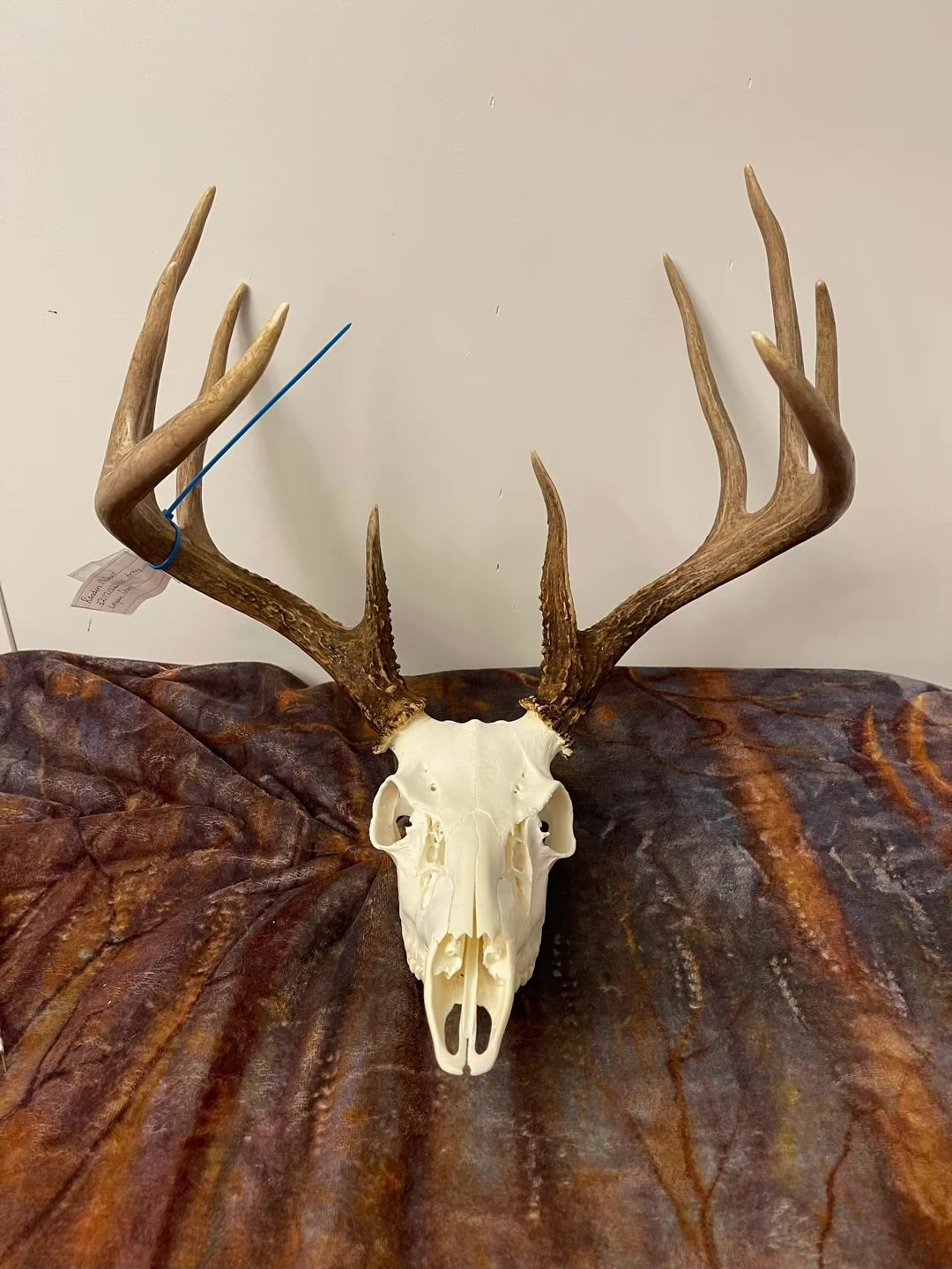 Whitetail European mount on a wood table