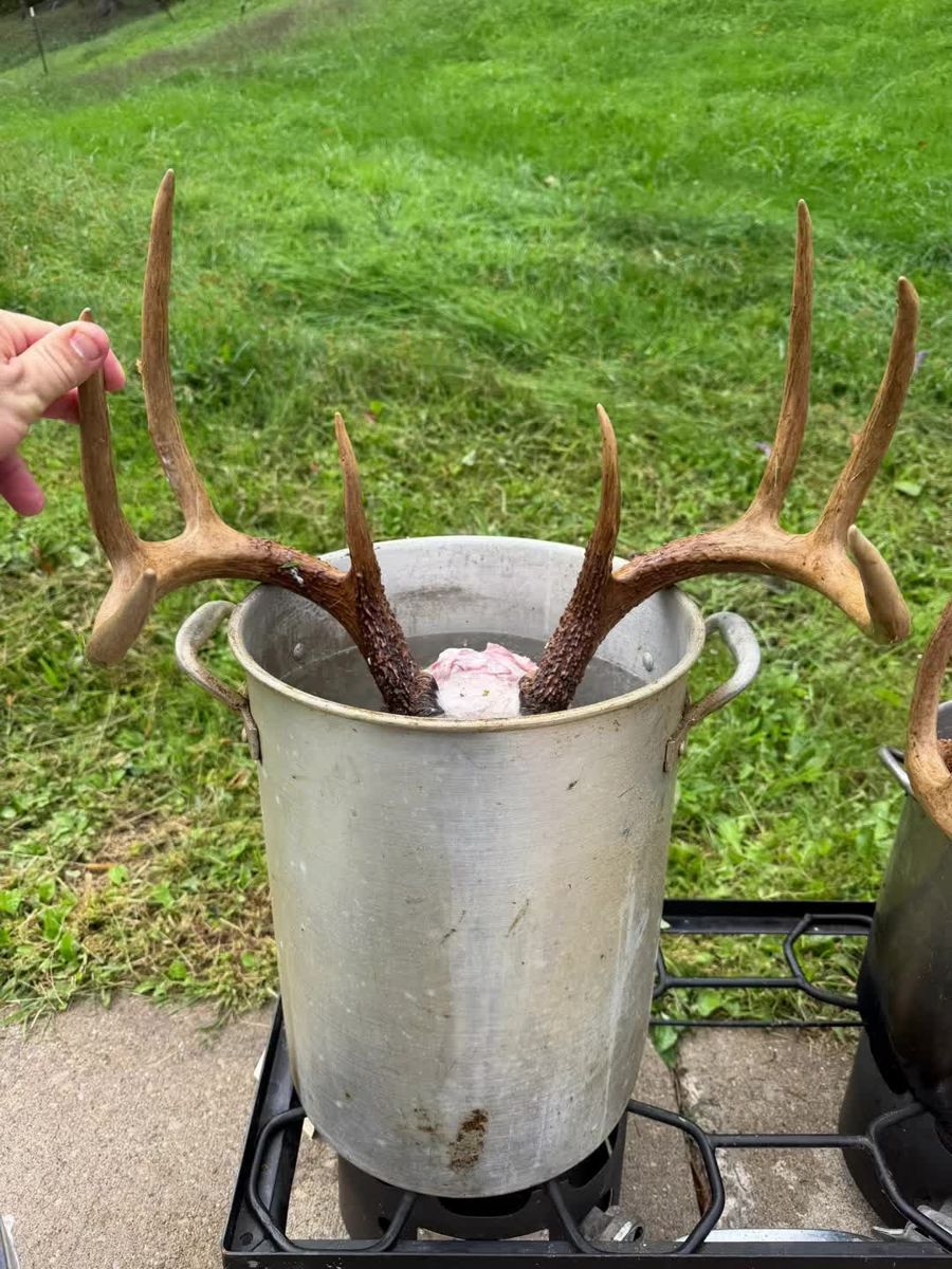 Deer skull being cleaned in a pot outdoors