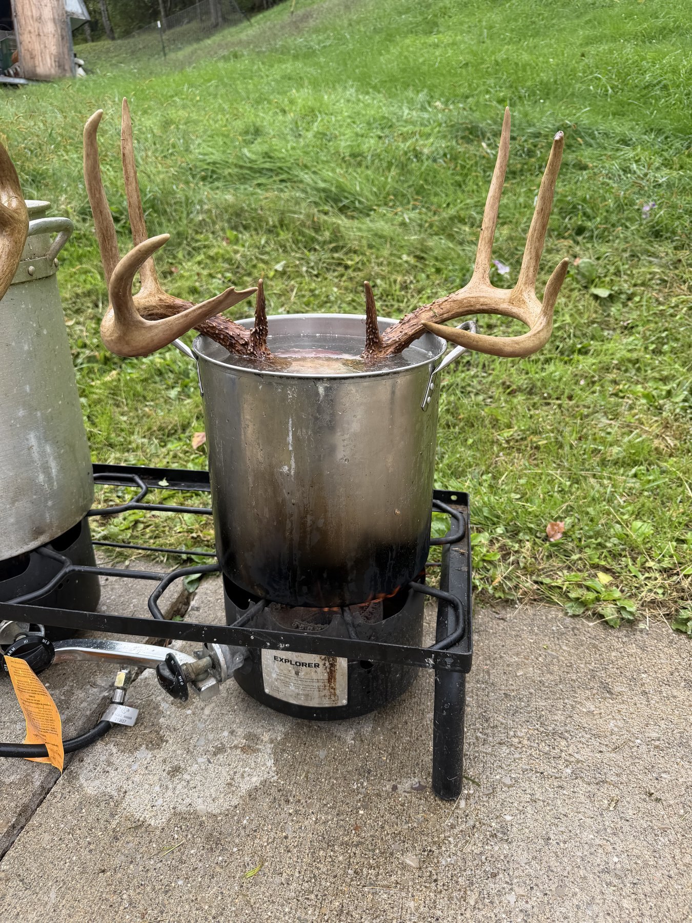 Deer skull being cleaned in a pot on a propane burner