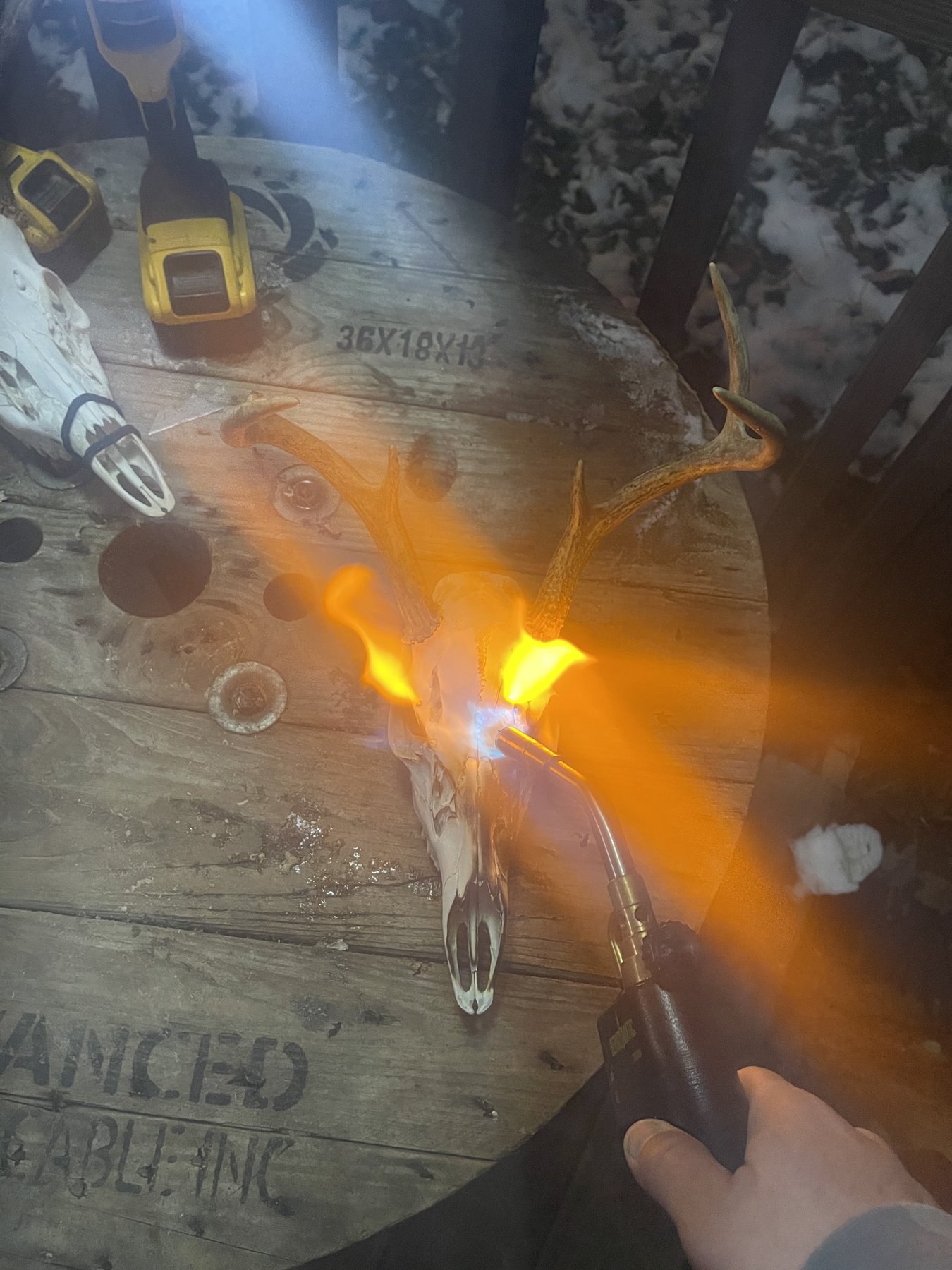 Torch finishing a deer skull on a workbench