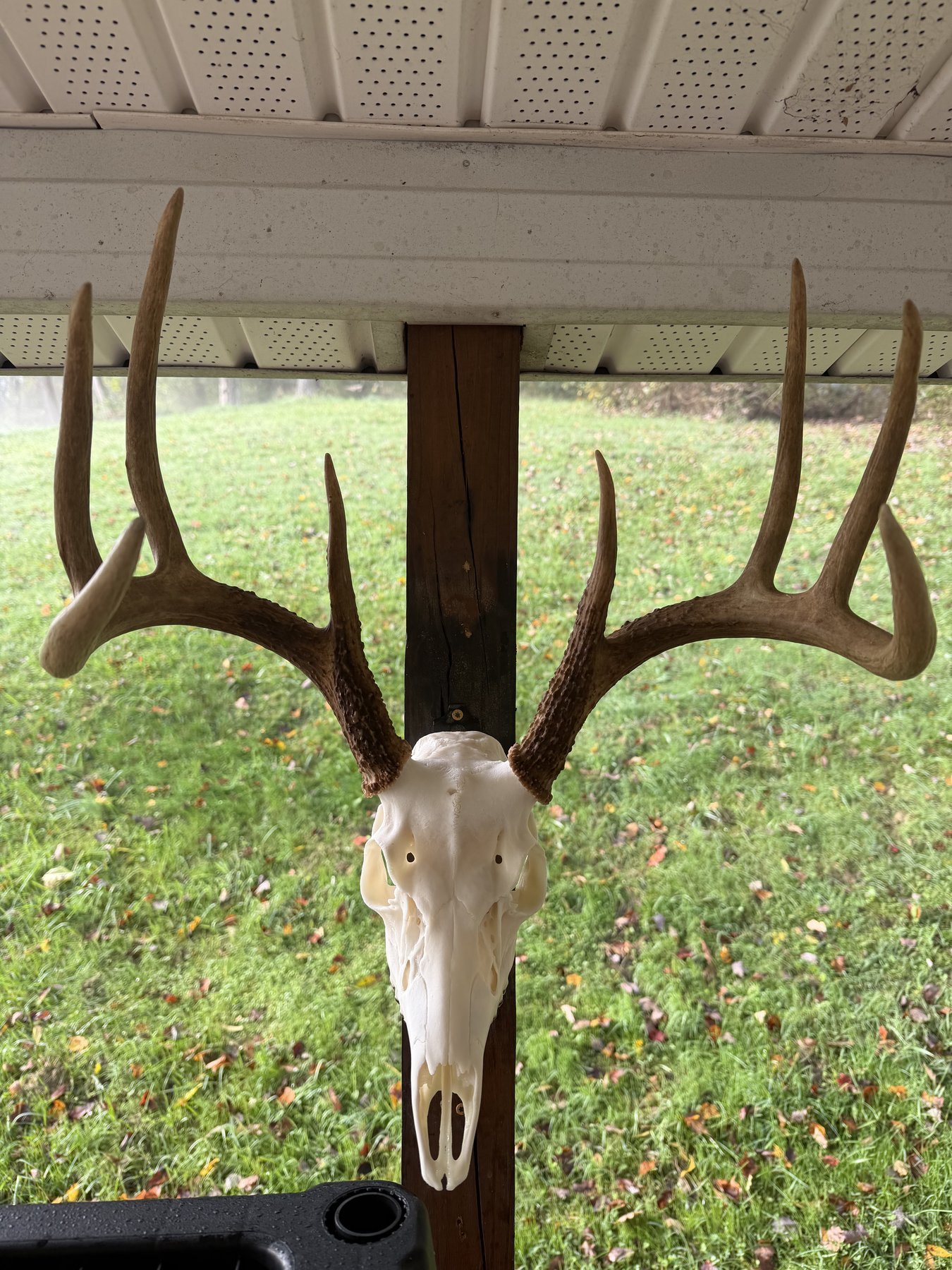 Cleaned whitetail European mount on a wood post