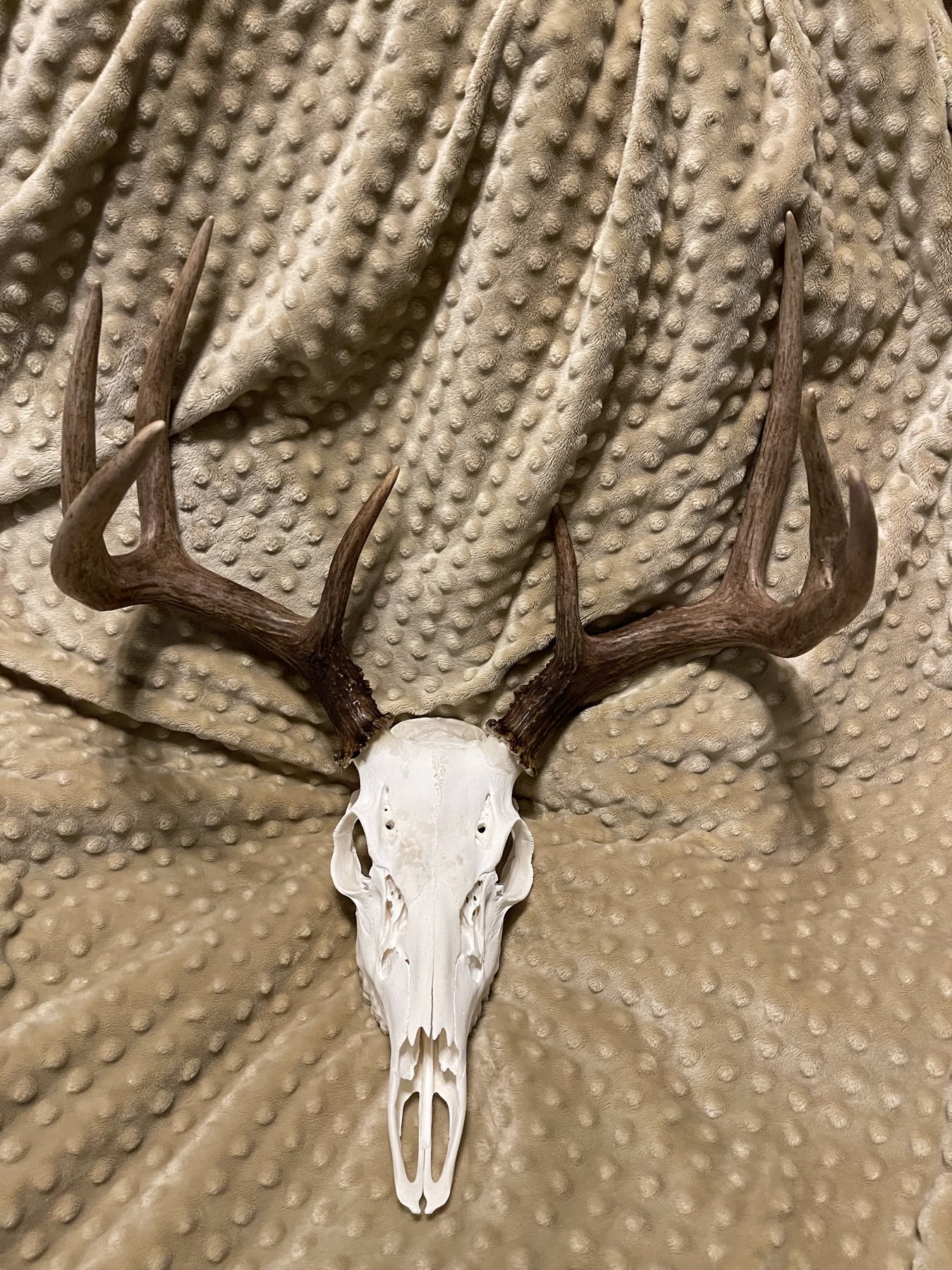 Bright white whitetail European mount